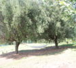 Cascina Coppola